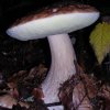 boletus edulis - 2